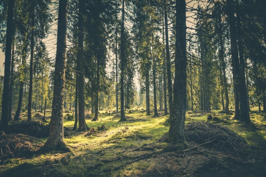 Green Grass on Forest, Jonathan’s Woods Extension in Denville Recommended for 2024 Morris County Open Space Funding