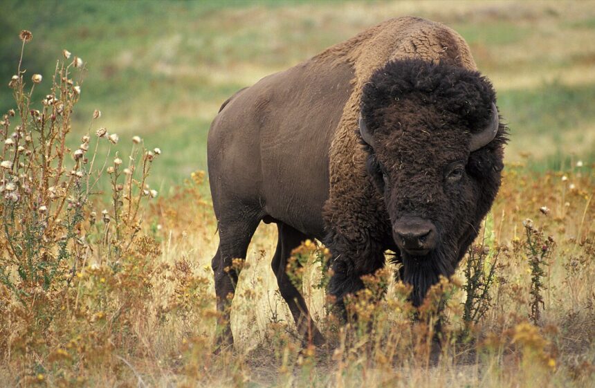 Morris County Man Injured in Bison Attack at Yellowstone