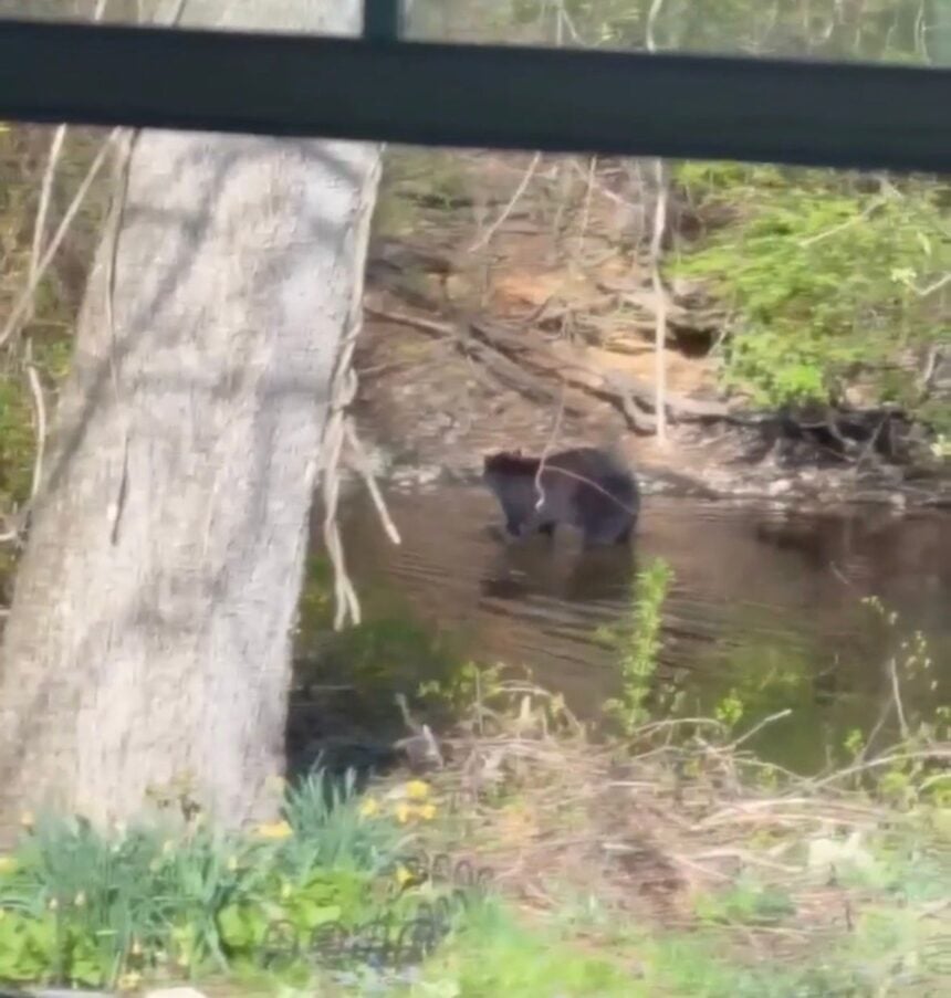 Black Bear Spotted in Rockaway River Near Riverside Drive in Denville - April 18, 2026