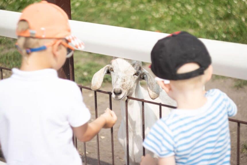 Children feed a goat at a petting zoo, similar to the 4-H animals featured at the Morris County 4-H Fair.
