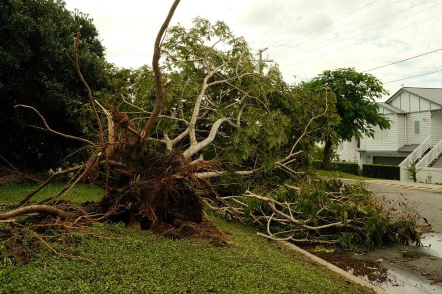 Large tree uprooted and toppled onto a residential street after a severe summer storm