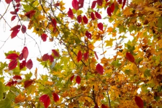 Red and yellow autumn leaves against a white overcast sky