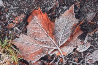 Frost-covered maple leaf on the ground on a cold fall morning